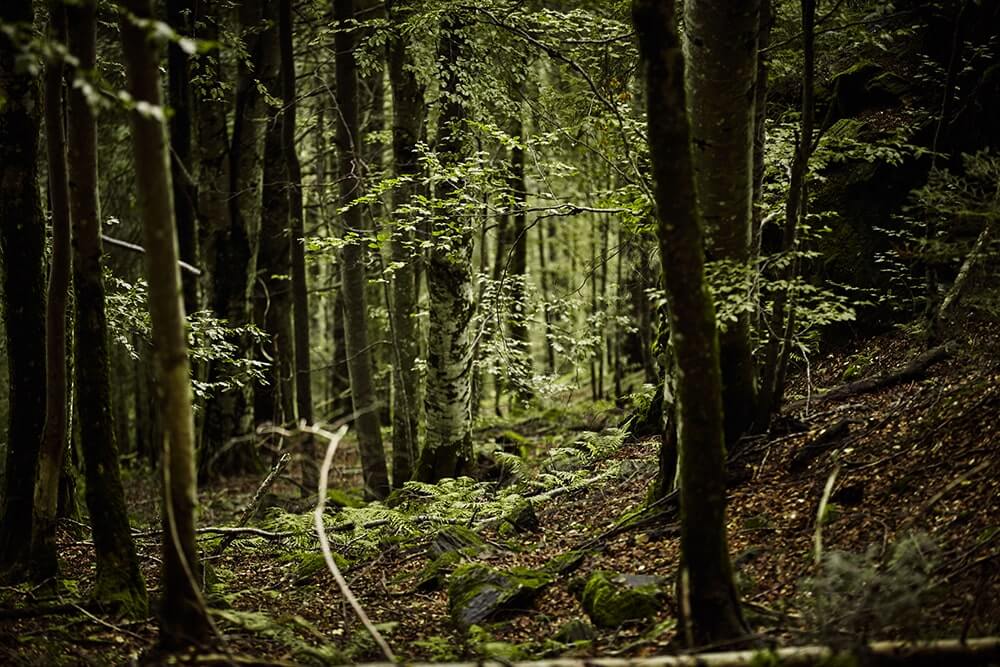 psyrise ro ana maria isac